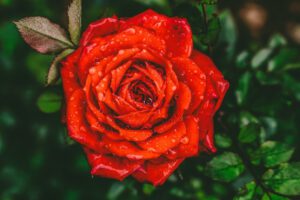 magiczna róża wielkokwiatowa